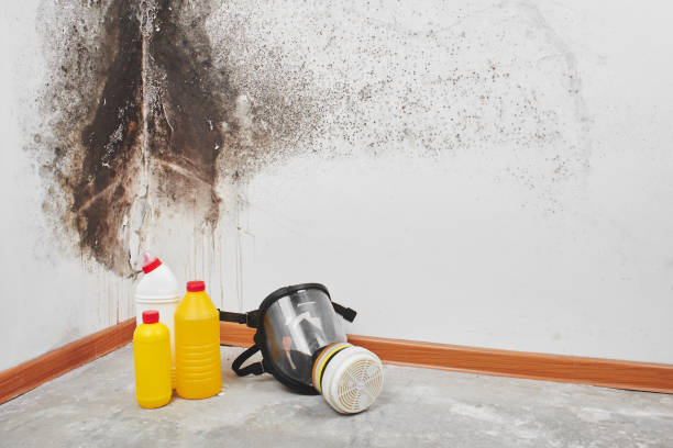 Best Affordable Mold Removal  in Donna, TX
