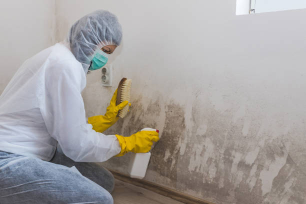 Best Same-Day Mold Removal  in Donna, TX