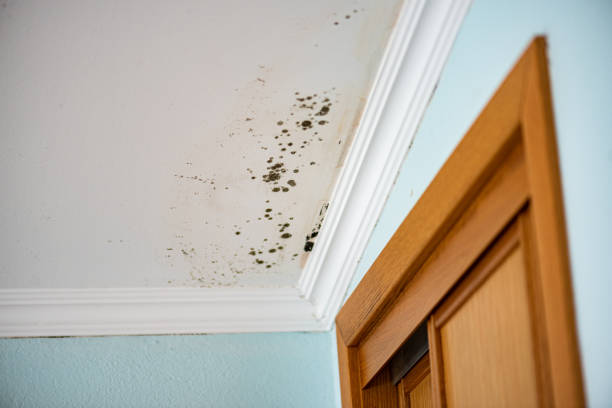 Best Toxic Mold Removal  in Donna, TX