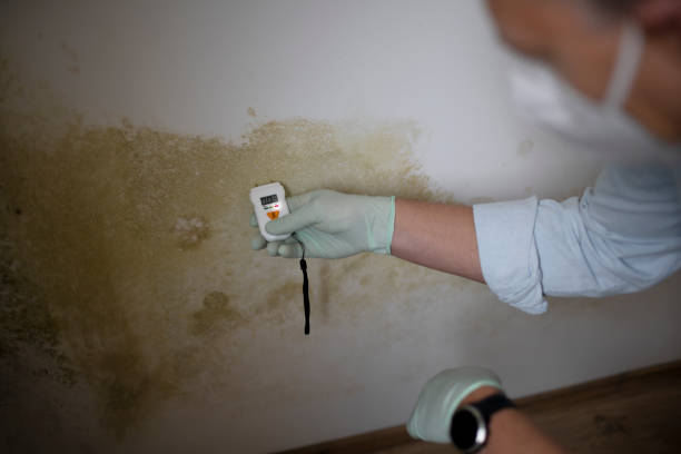 Best Local Mold Removal Service  in Donna, TX