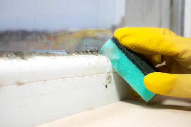 Best Mold Damage Repair  in Donna, TX