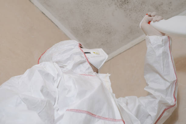 Certified Mold Removal in Donna, TX