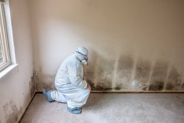 Best Mold Testing  in Donna, TX