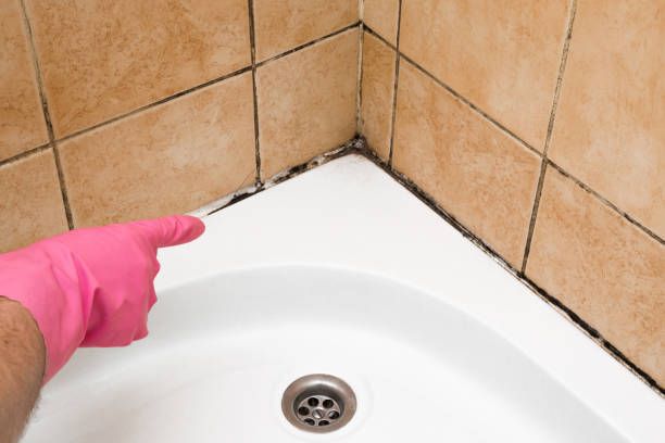 Best Mold Cleaning Services  in Donna, TX